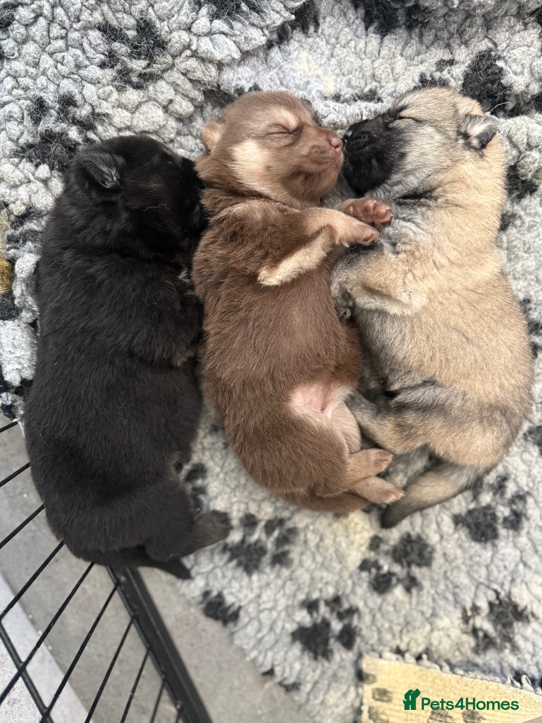 German Shepherd dogs for sale: ❤️KC health tested unique gsd babies 🩷 - Image 1