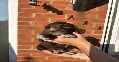 Mixed Breed dogs - Advert 15