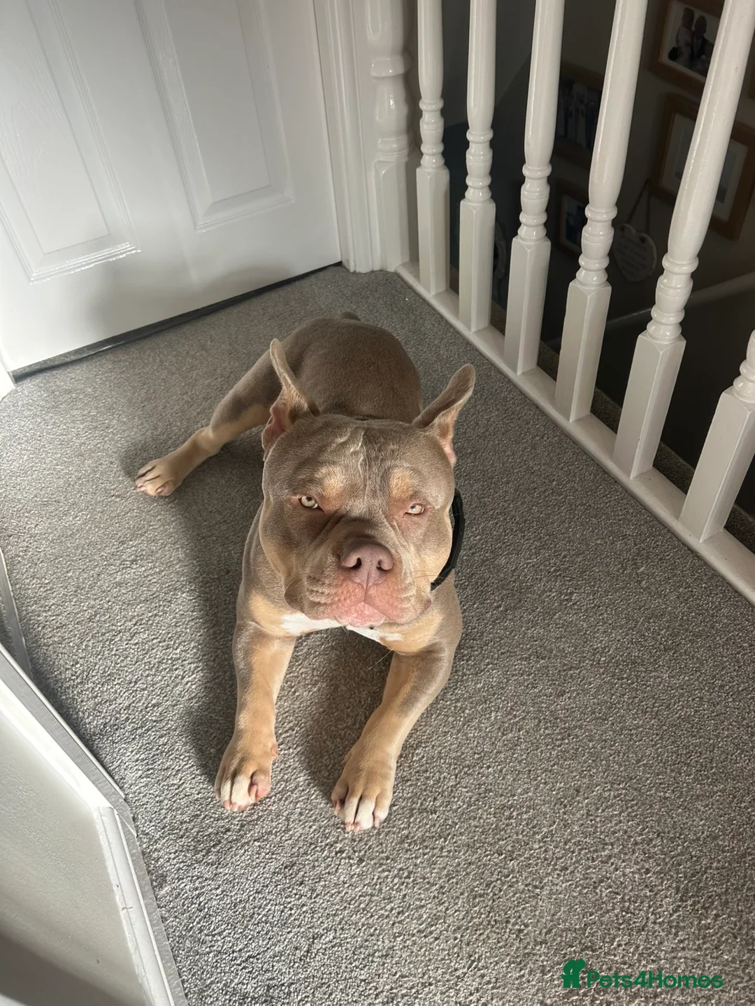 American Bully dogs for stud: 🐾BUGZY the ABKC american bully stud🐾 - Advert 6