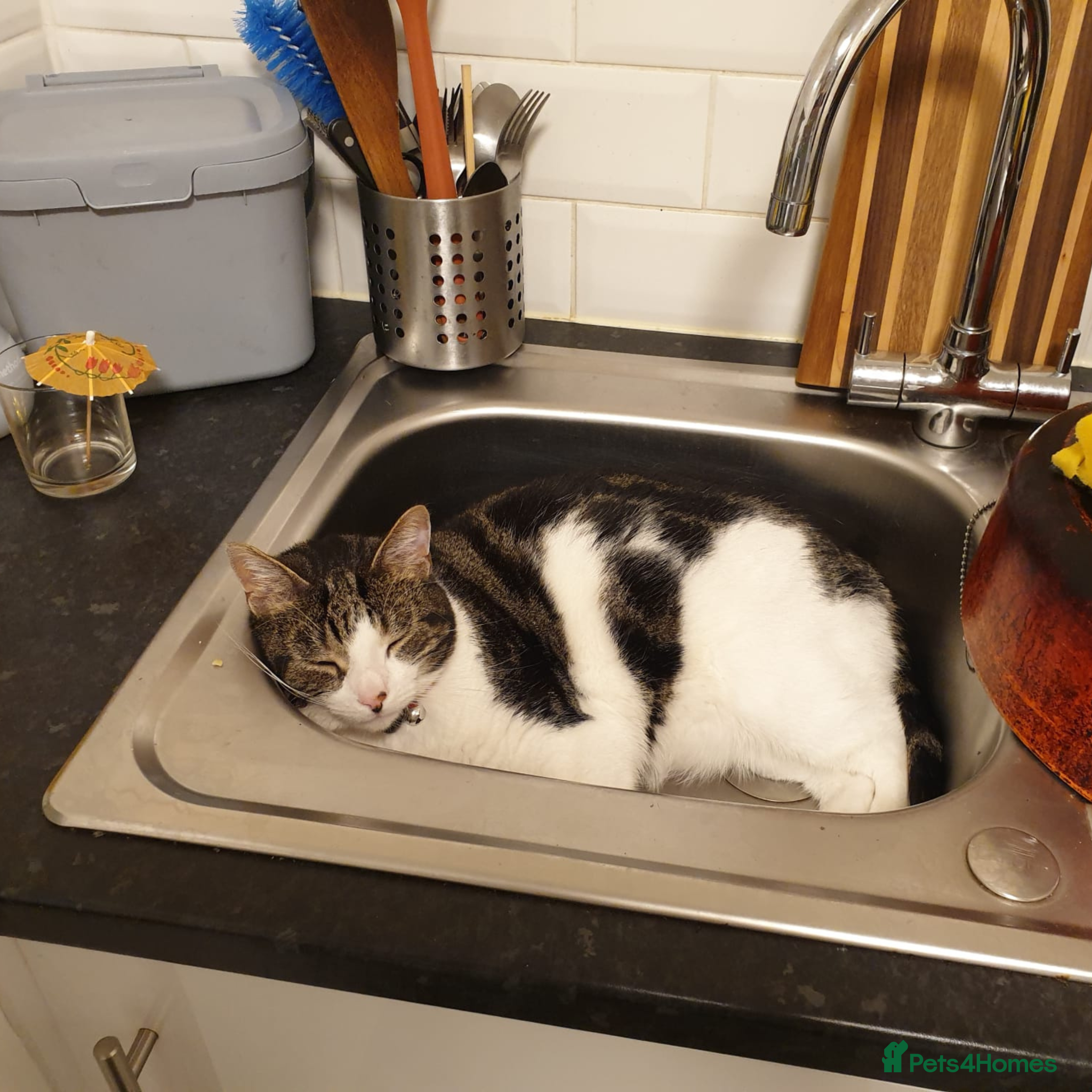 Sweet, Social butterfly — Mixed Breed