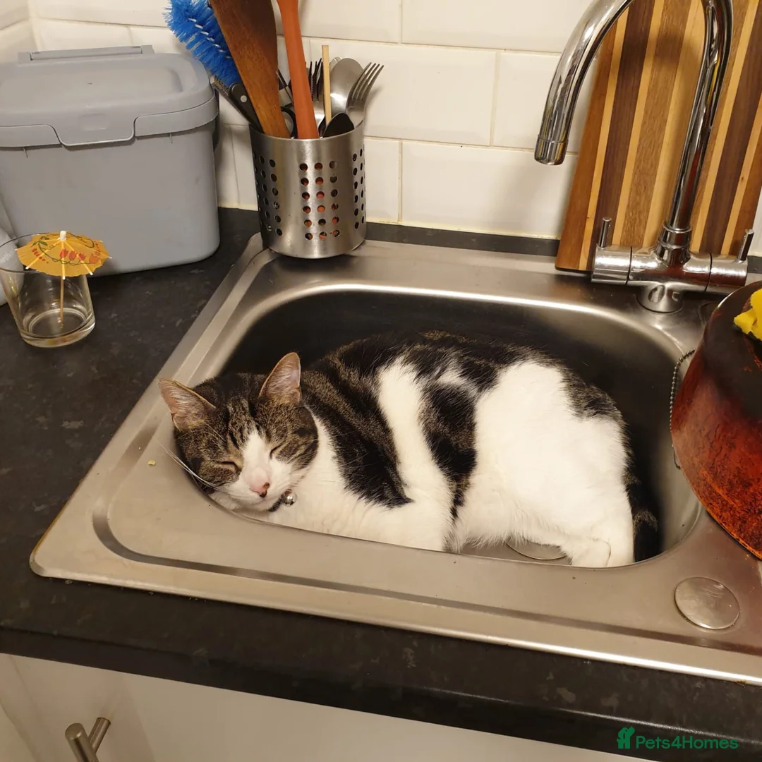 Mixed Breed cats for adoption: Sweet, Social butterfly - Advert 4