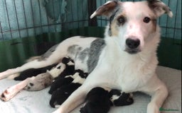 Border Collie dogs for sale: Beautiful Border Collie Pups, Merle & Classic Tri - Image 1