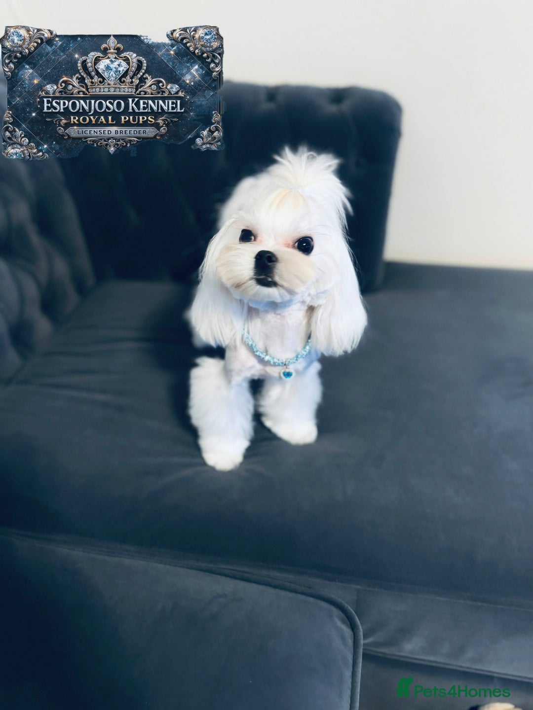 Maltese dogs for stud: ✨Exquisite DOLL KC Korean Maltese Stud DNA Clear ✨ - Advert 6