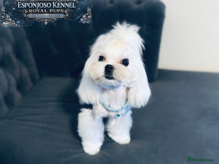 Maltese dogs 👑Exquisite KC Korean Maltese Stud DNA Clear👑 - Advert 13