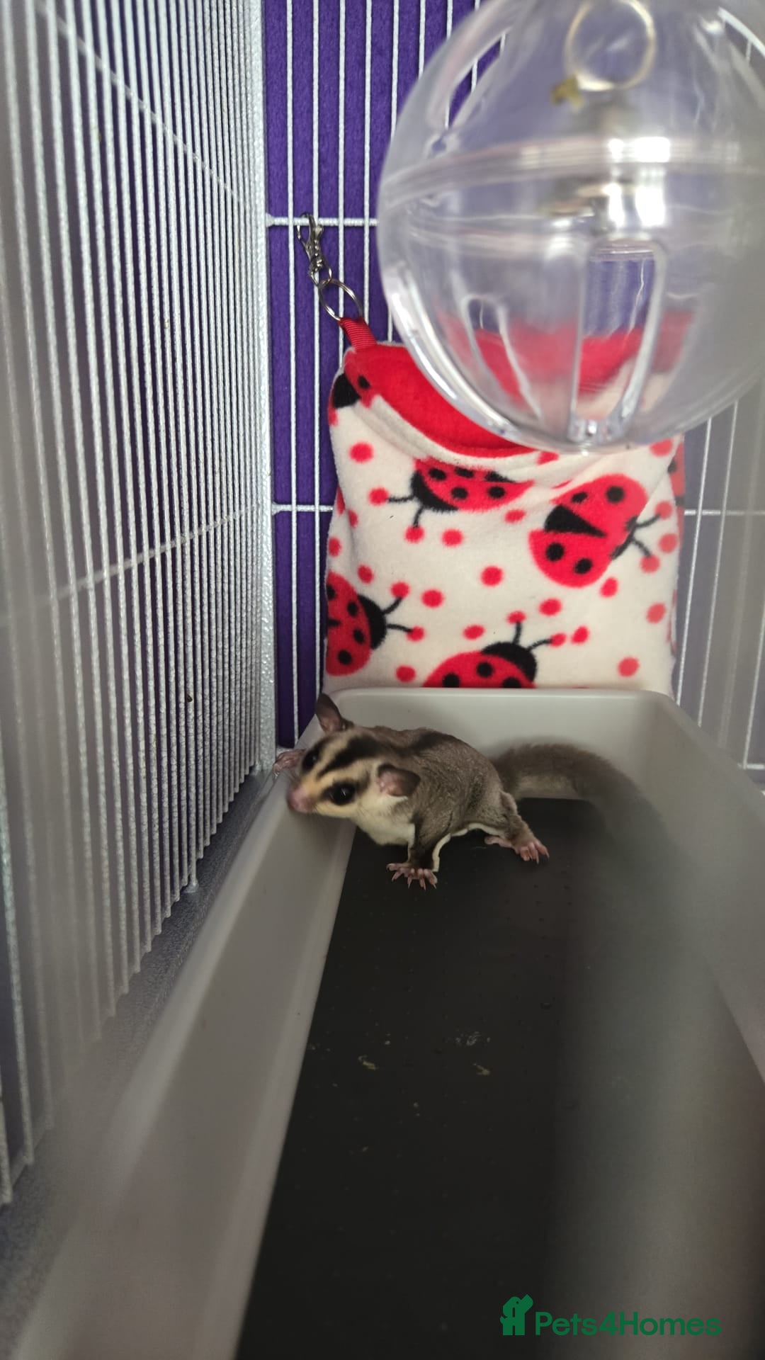 Sugar Glider rodents Two beautiful Female sugar gliders SCOTLAND  - Advert 1