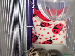 Sugar Glider rodents Two beautiful Female sugar gliders SCOTLAND - Advert 1