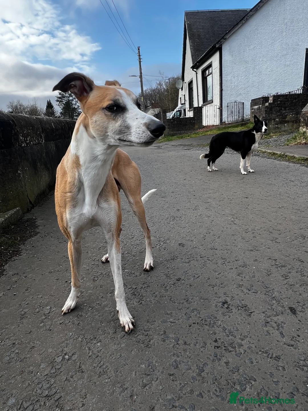 Lurcher dogs for stud: Lurcher for stud - Advert 20