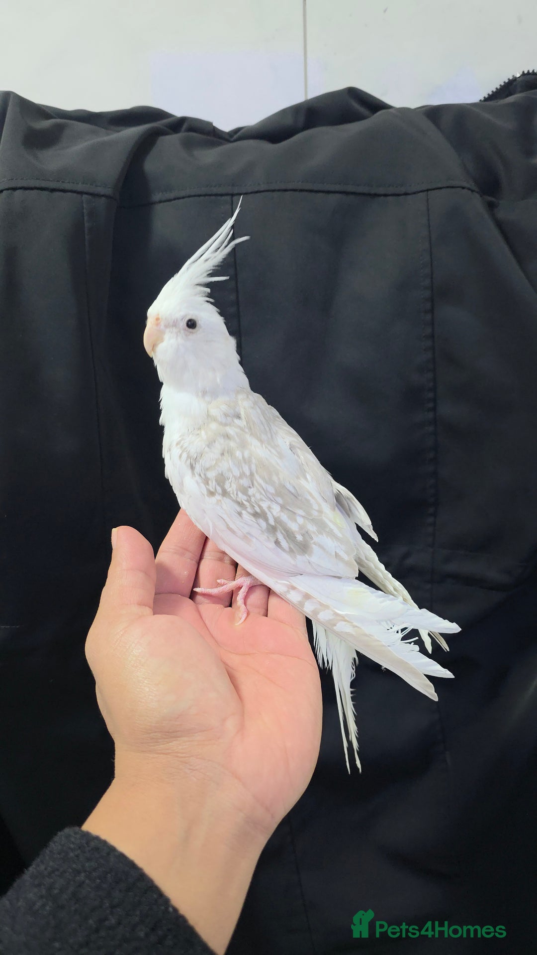 Cockatiels birds for sale: Silly hand tamed baby cockatiels for sale  - Advert 16