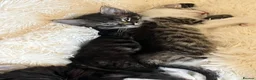 Mixed Breed cats for sale: 4 Beautiful litter trained Kittens - Advert 5