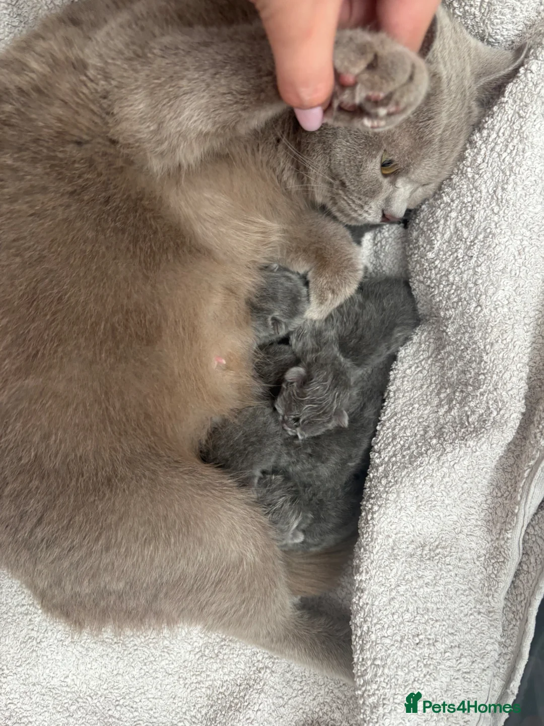 British Shorthair cats for sale: British Shorthair  - Advert 1