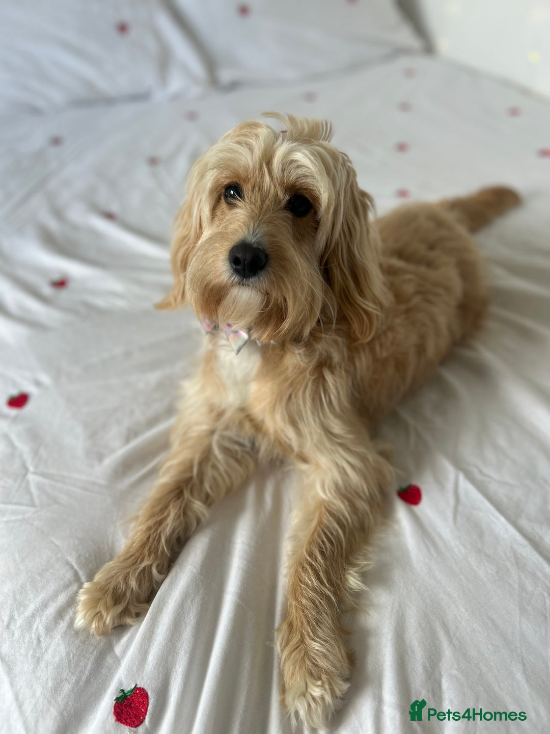 Cockapoo dogs for sale: 3 GORGEOUS COCKAPOOS💓 - Advert 6