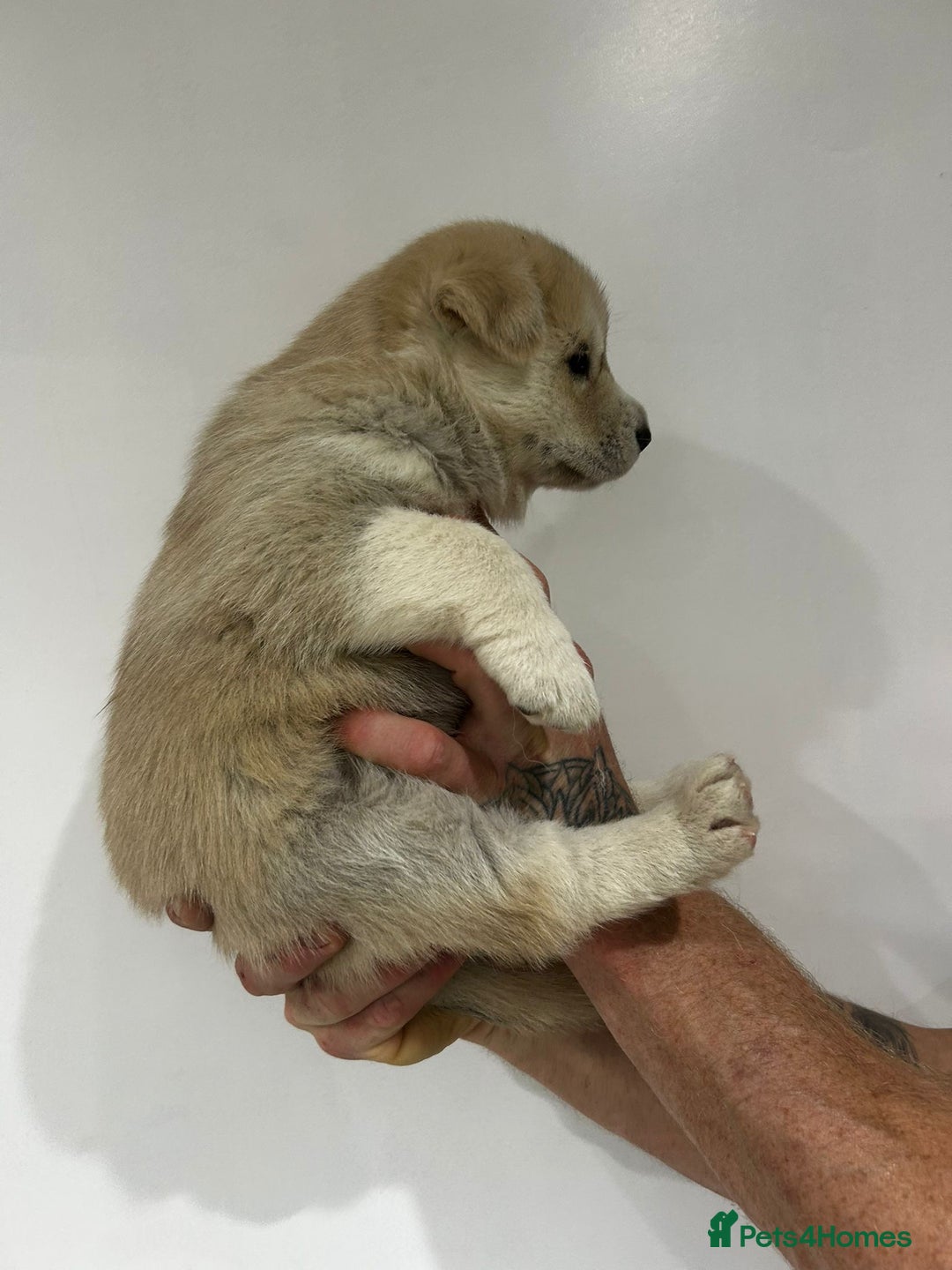 Siberian Husky dogs for sale: Gorgeous little husky pups - ready in two weeks - Advert 9