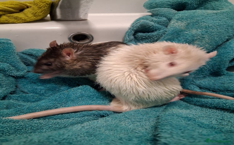 Rat rodents - Advert 3