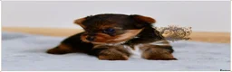 Yorkshire Terrier dogs for sale: BLUEBERRY MERLE AND BLACK & TAN BOYS DNA TESTED - Advert 10