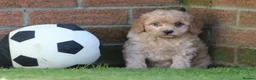Cockapoo dogs for sale: Beautiful Cockapoo puppies for sale  in Llanelli - Advert 15