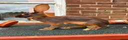 Belgian Hares rabbits for sale: Beautiful pair of chocolate & tan hares ready now - Advert 1