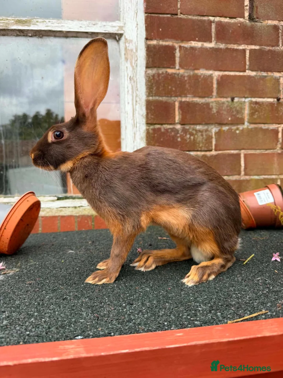 Belgian Hares rabbits for sale: Beautiful pair of chocolate & tan hares ready now - Advert 1