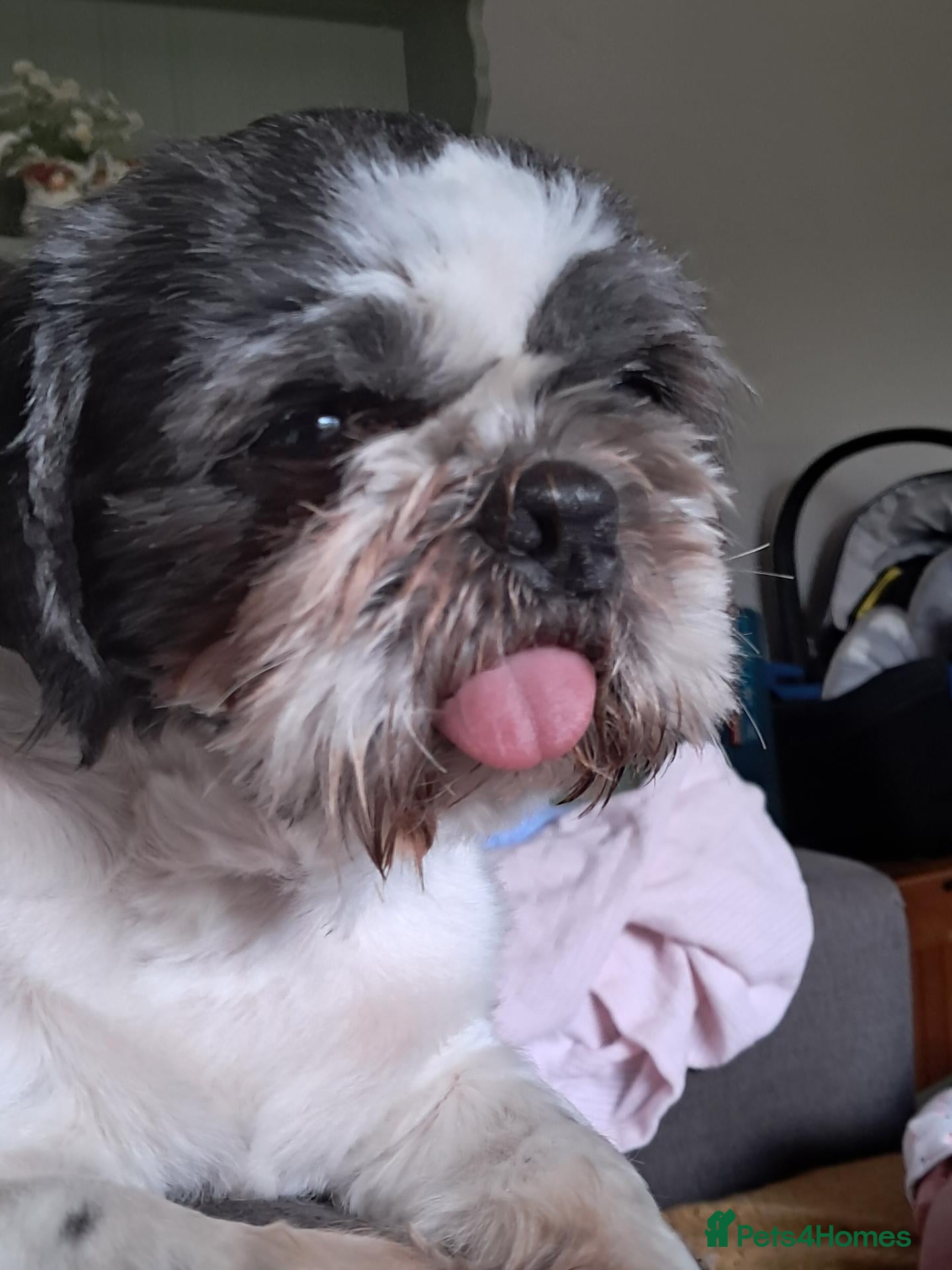 Shih Tzu dogs 2 year old Shih zhu - Advert 1