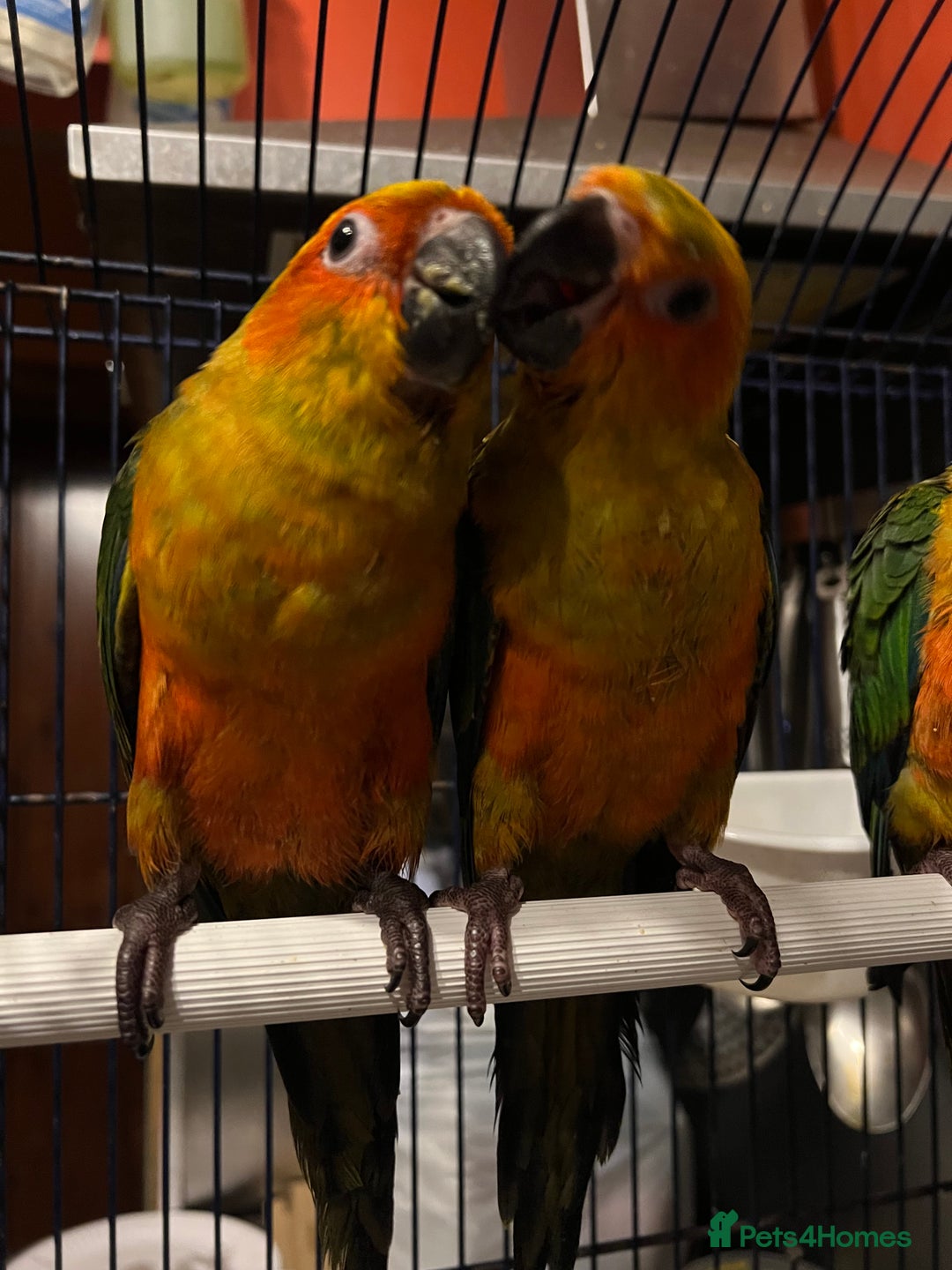 Conures birds for sale: Handreared baby sun conures - Advert 5