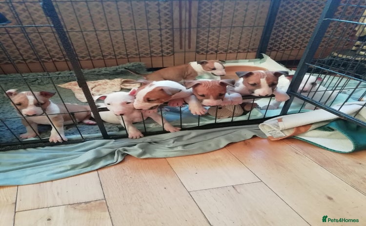 English Bull Terrier dogs - Advert 1