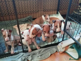 English Bull Terrier dogs - Advert 1