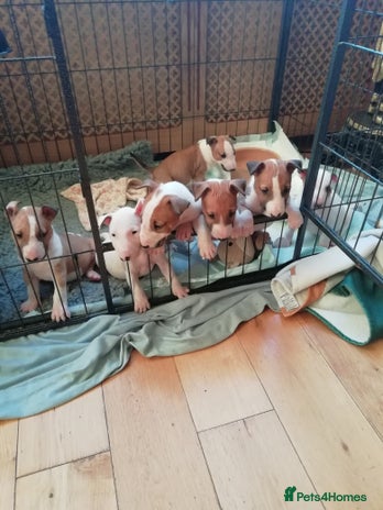 English Bull Terrier dogs - Advert 1