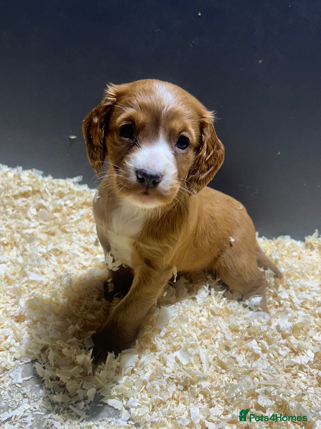 Cocker Spaniel dogs for sale: Outstanding litter of cocker spaniel puppies  - Advert 10