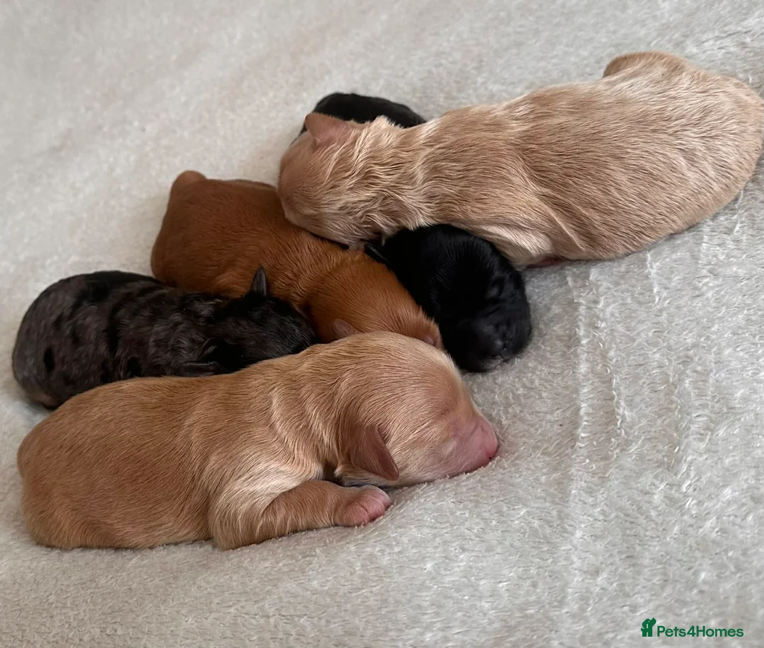 Cockapoo dogs for sale: Stunning F1B cockapoos reservation open in Bradford - Advert 2