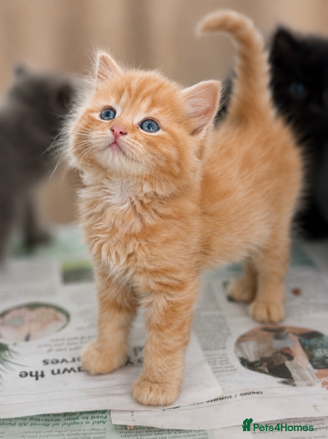 British Shorthair cats Beautiful Kittens - Advert 2