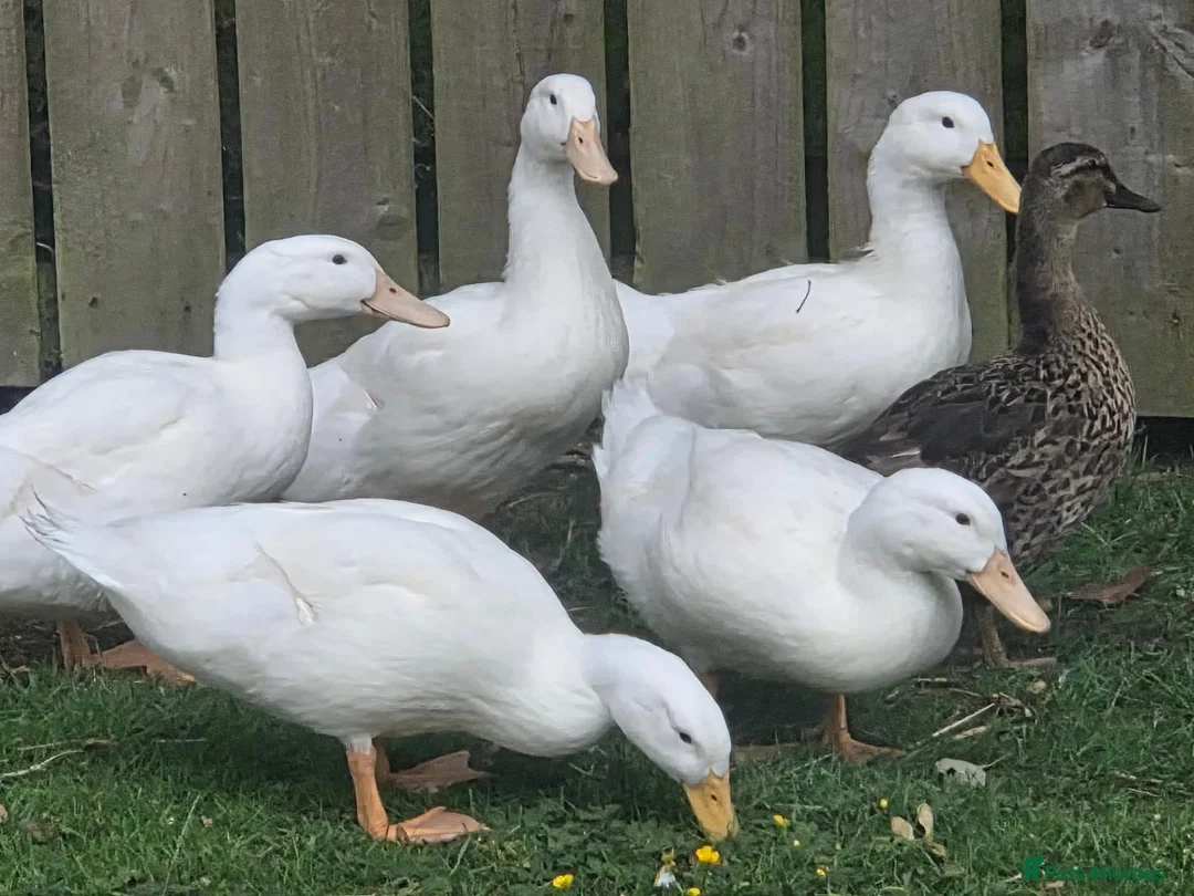 Ducks poultry for sale: Good home needed for 5 drakes in Stanley - Advert 1