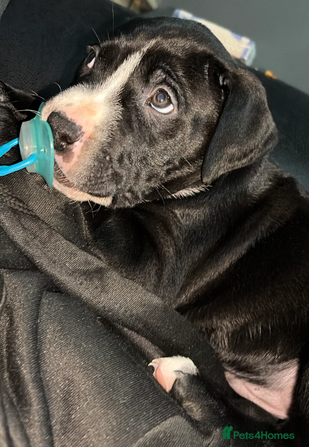 Mixed Breed dogs for sale: Male pup  - Advert 4