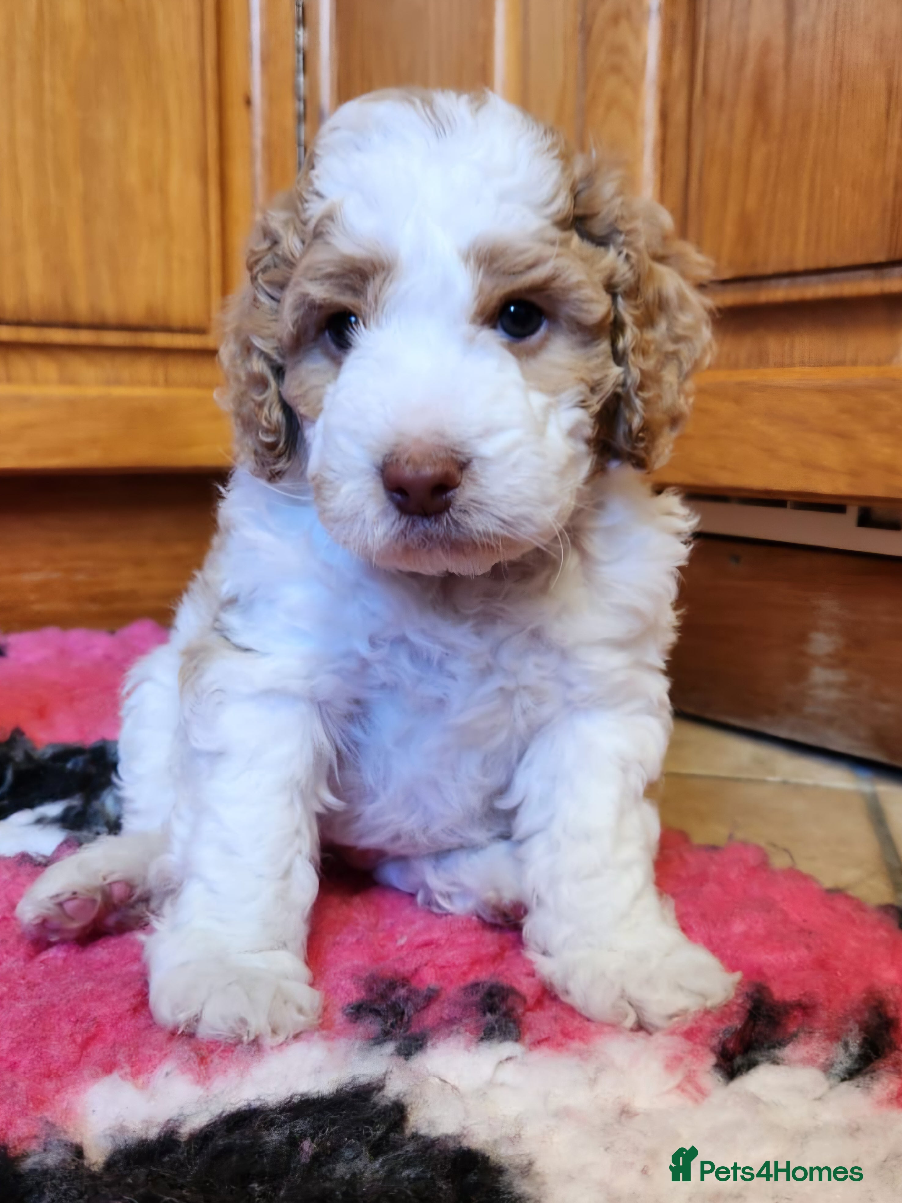 Cockapoo dogs Cockapoo Puppies,  stunning colours  - Advert 11