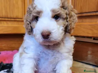 Cockapoo dogs Cockapoo Puppies, stunning colours - Advert 11