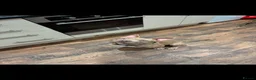 American Bully dogs for sale: Bugzy - Advert 6