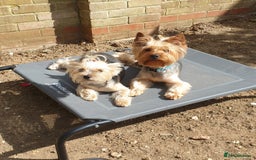 Yorkshire Terrier dogs for sale: Yorkshire terrier puppies (3 girls) - Image 13