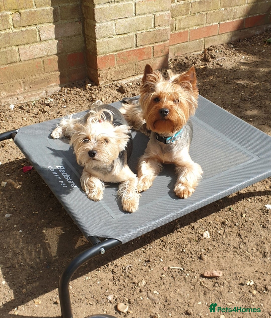 Yorkshire Terrier dogs for sale: Yorkshire terrier puppies (3 girls) - Image 13