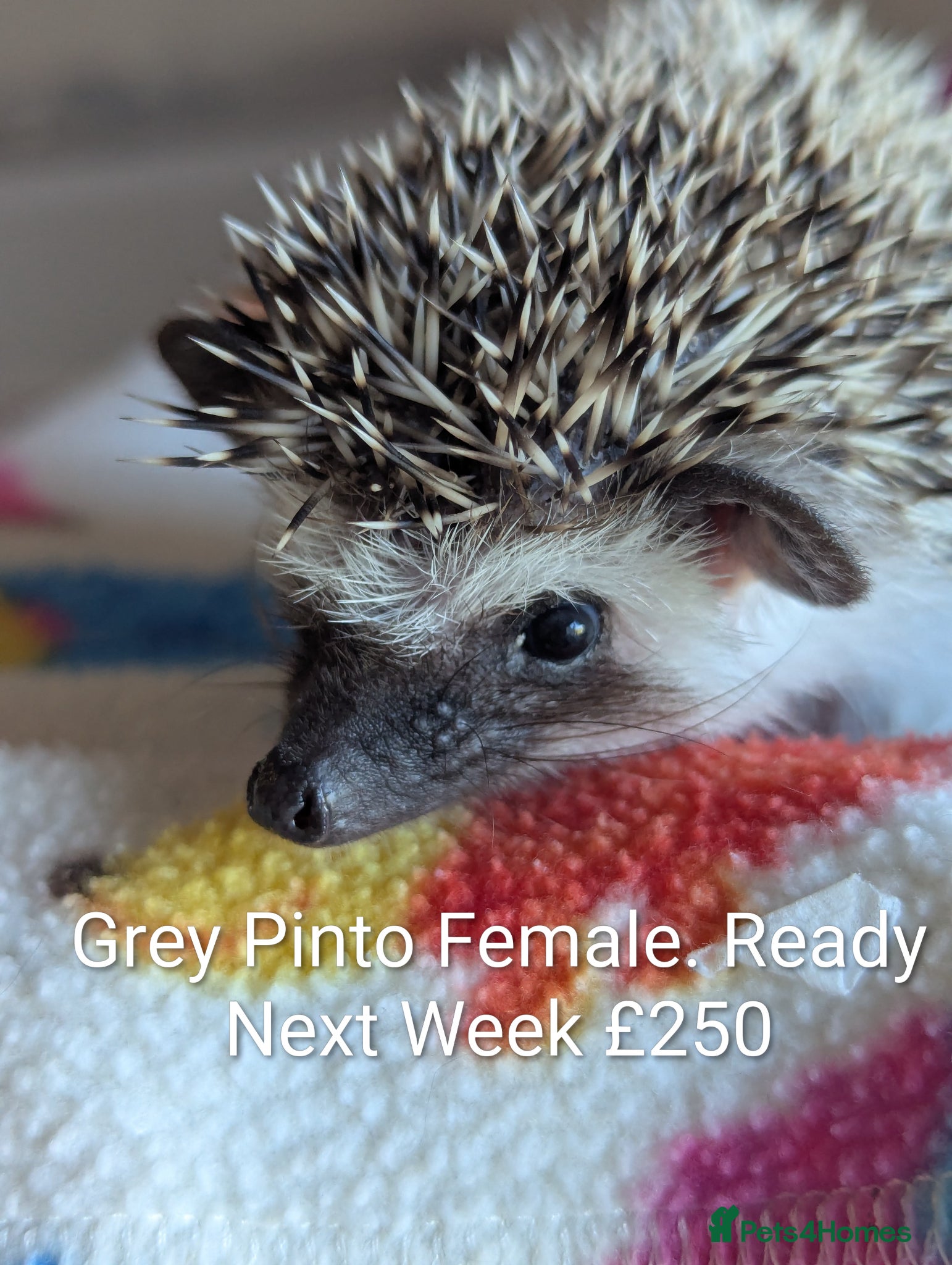 Pygmy Hedgehog rodents Gorgeous Hoglets Ready to Reserve Now - Advert 1