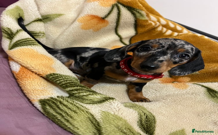 Miniature Dachshund dogs - Advert 2