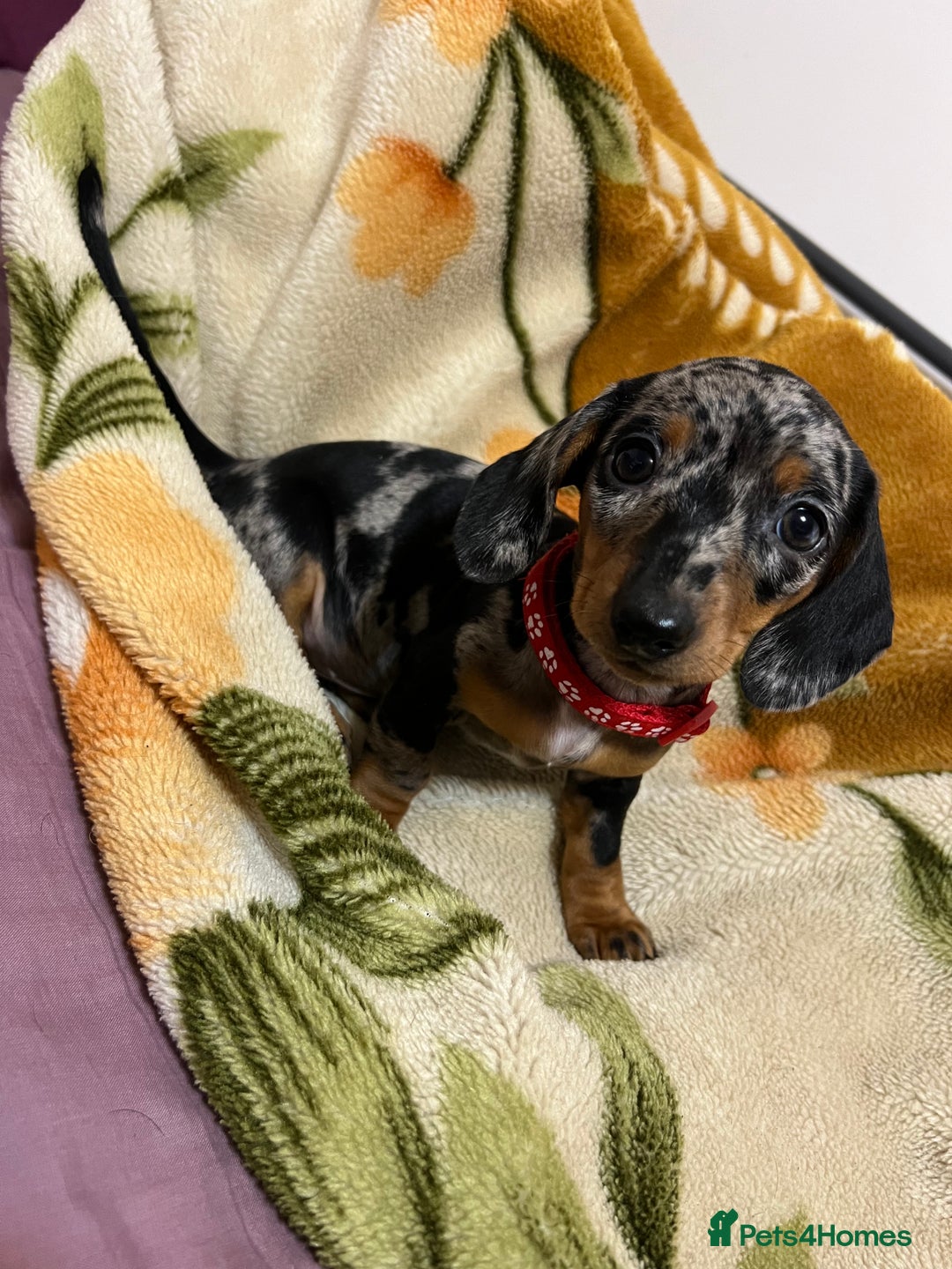 Miniature Dachshund dogs for sale: Miniature Dachshund KC last two girls  - Image 2