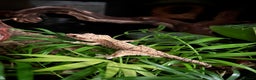 Gecko reptiles for sale: Super Dalmatian Crested Gecko - Advert 4