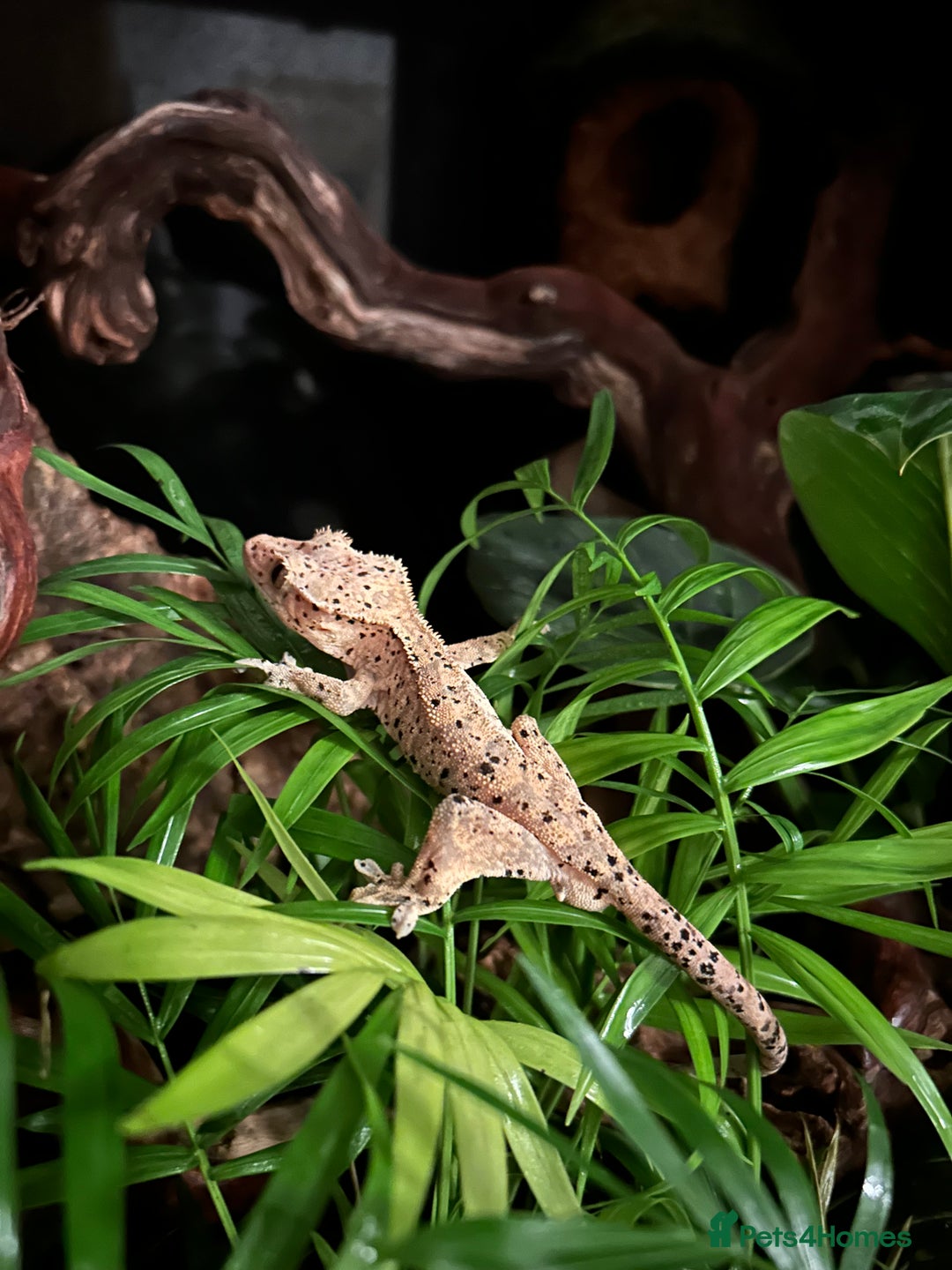 Gecko reptiles for sale: Super Dalmatian Crested Gecko - Advert 4