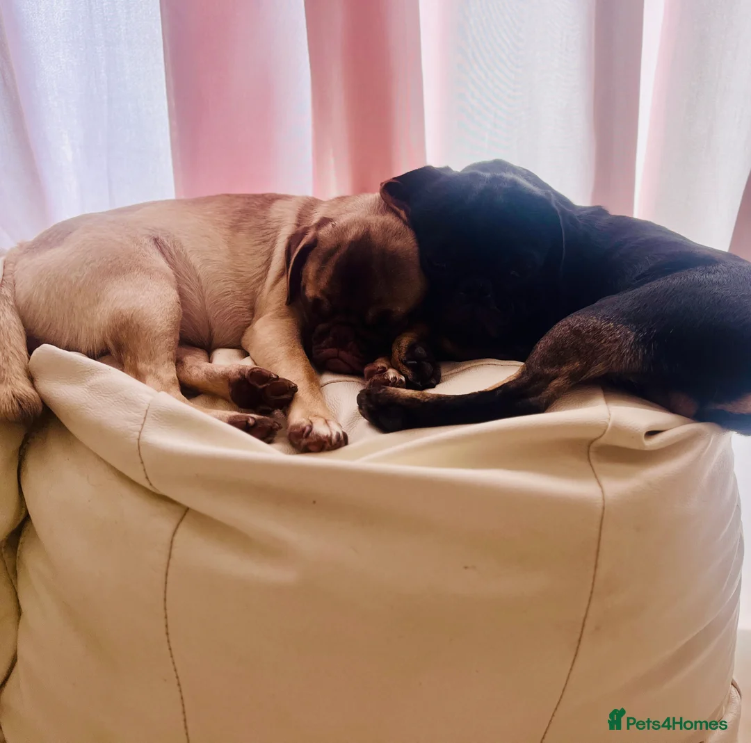 Pug dogs for stud: Stunning black tan male pug for stud  - Advert 2