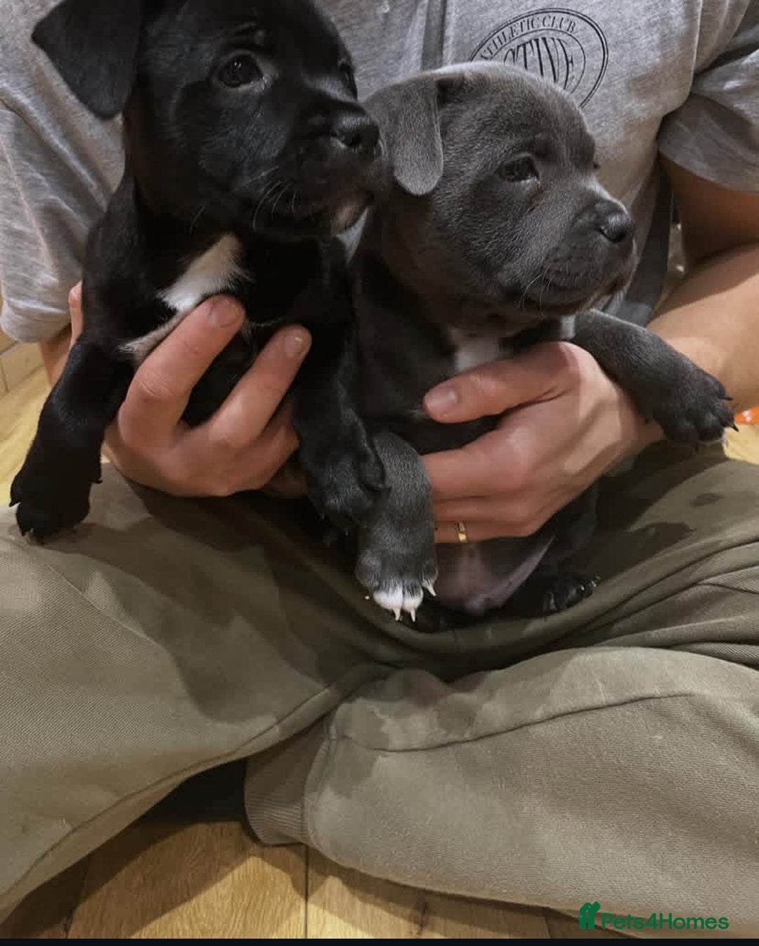 Staffordshire Bull Terrier dogs for sale: Gorgeous Blue&Black Pedigree Staffy’s Puppies  - Advert 5