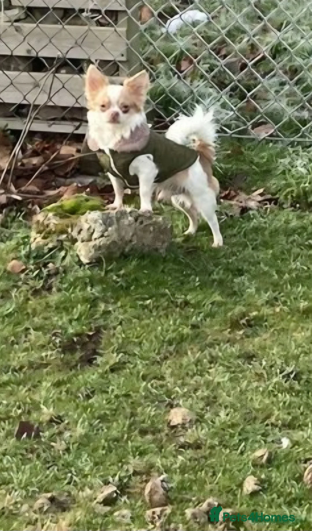 Chihuahua dogs for stud: Kc long haired chihuahua stud  in Wisbech - Advert 5