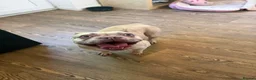 French Bulldog dogs for sale: Stunning French bulldog female  in Boston - Advert 1