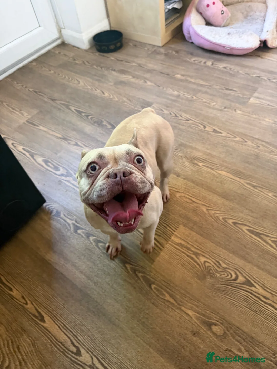 French Bulldog dogs for sale: Stunning French bulldog female  in Boston - Advert 1
