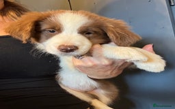 Border Collie dogs for sale: Kennel Club Border Collie Puppies For Sale - Image 9