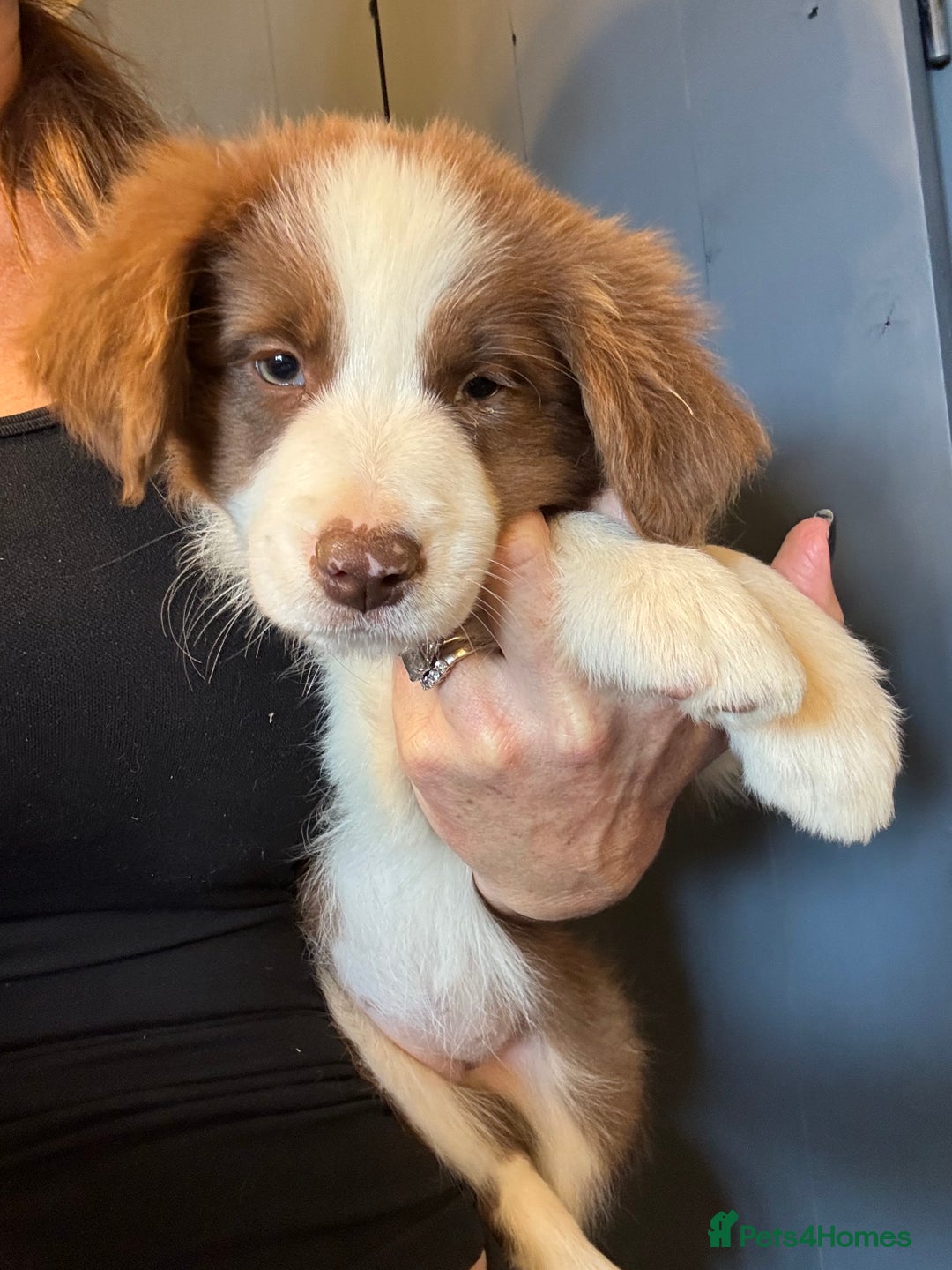 Border Collie dogs for sale: Kennel Club Border Collie Puppies For Sale - Image 9