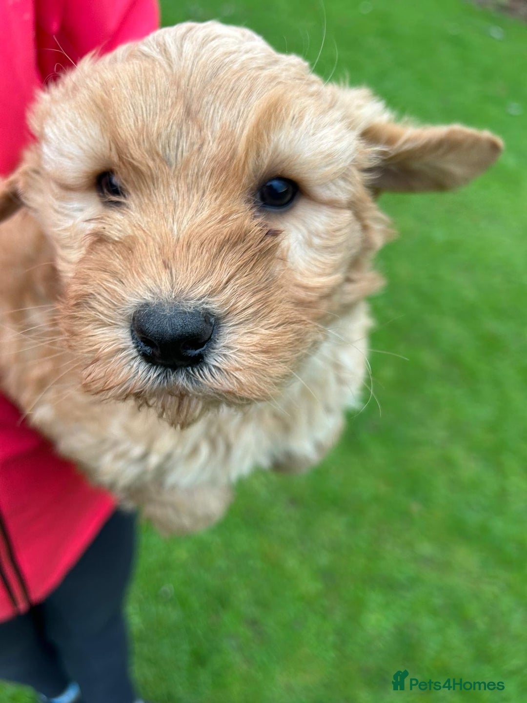 Goldendoodle dogs for sale: Two Stunning Healthy Girl Goldendoodle Puppies  - Advert 6
