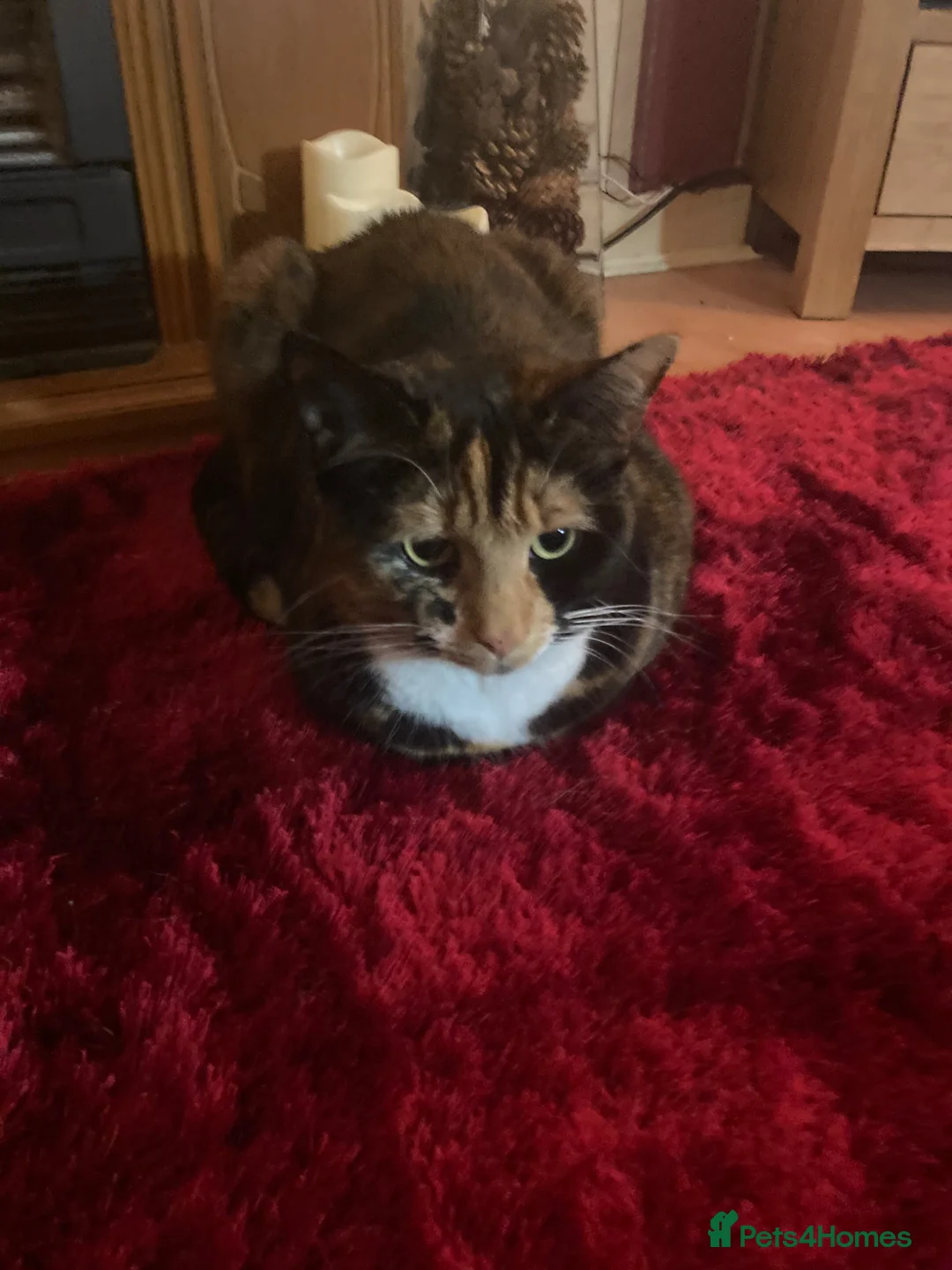 Mixed Breed cats for sale: 2 lovely cats for adoption - must go together  - Advert 2